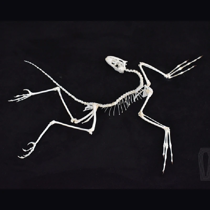 2120 Archaeopteryx Fossil Art  - Fossil Replica Display recensie en prijs