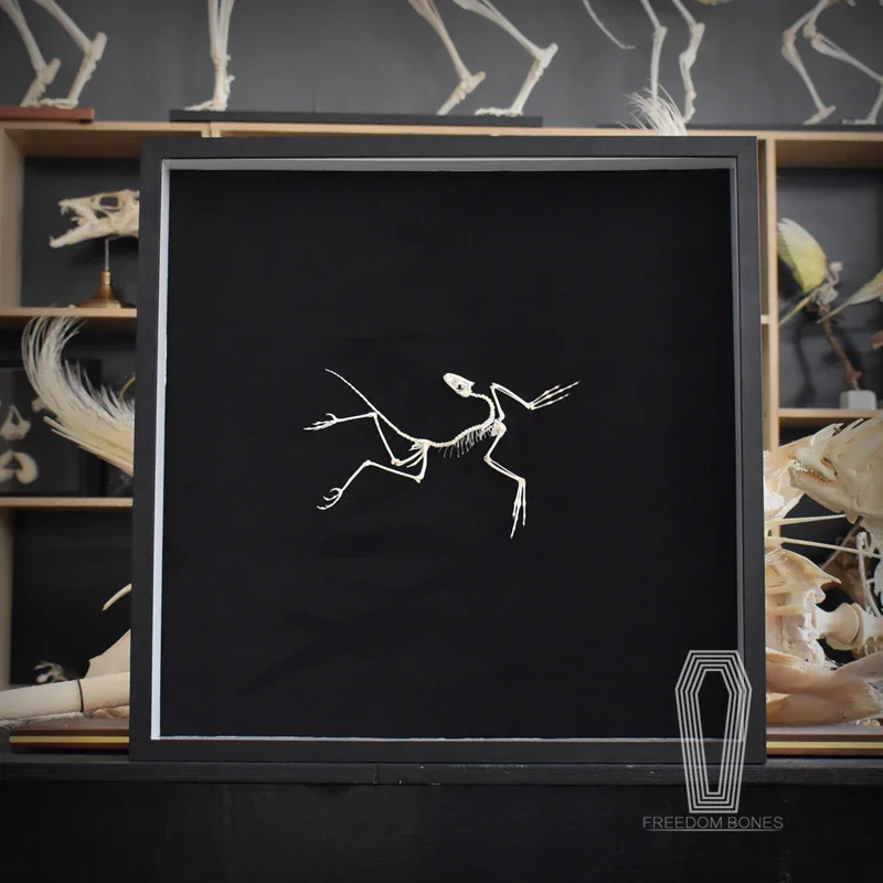 2120 Archaeopteryx Fossil Art  - Fossil Replica Display recensie en prijs