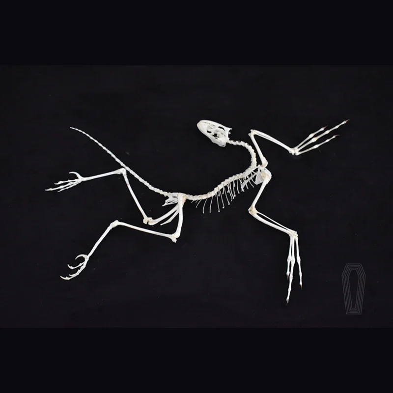 2120 Archaeopteryx Fossil Art  - Fossil Replica Display recensie en prijs
