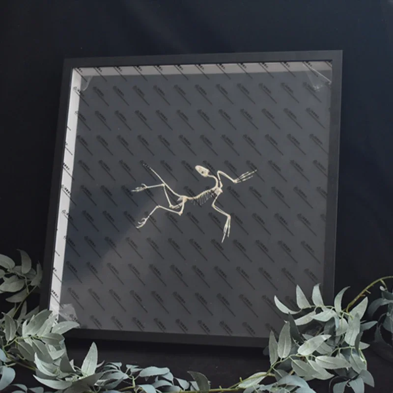2120 Archaeopteryx Fossil Art  - Fossil Replica Display recensie en prijs